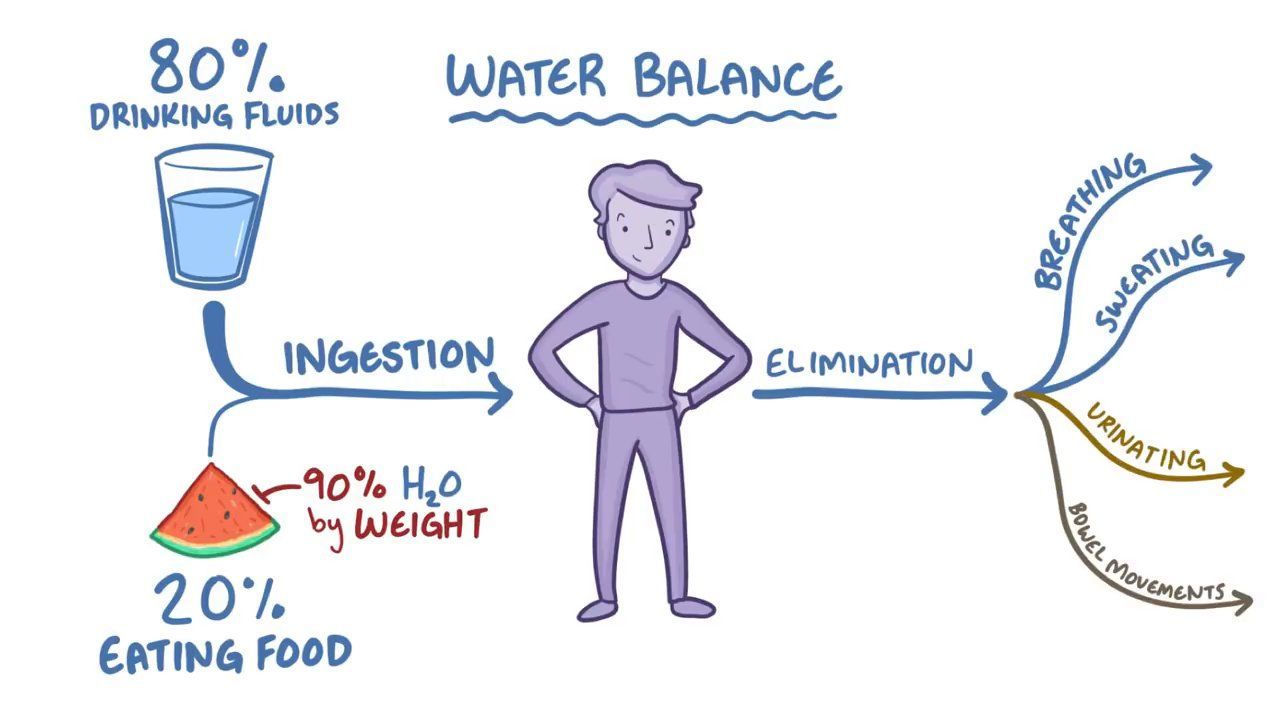 Featured image for The Role of Hydration in Flushing Out Harmful Substances