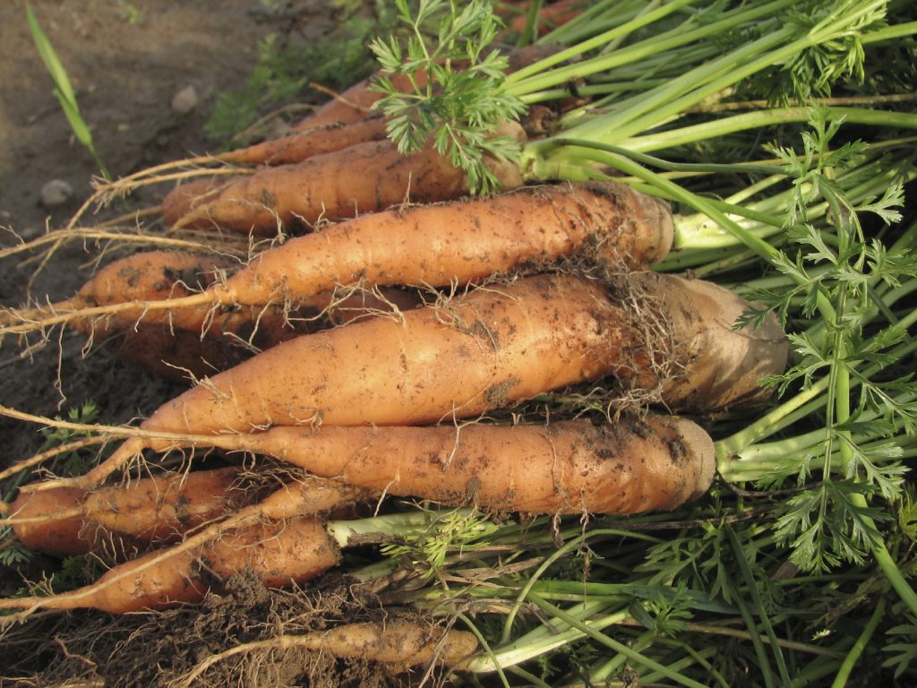 Content image for Micronutrient Deficiencies Impacting Daily Productivity