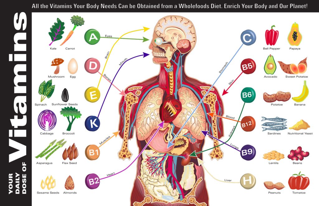Content image for Understanding Roles of Vitamins in Daily Function